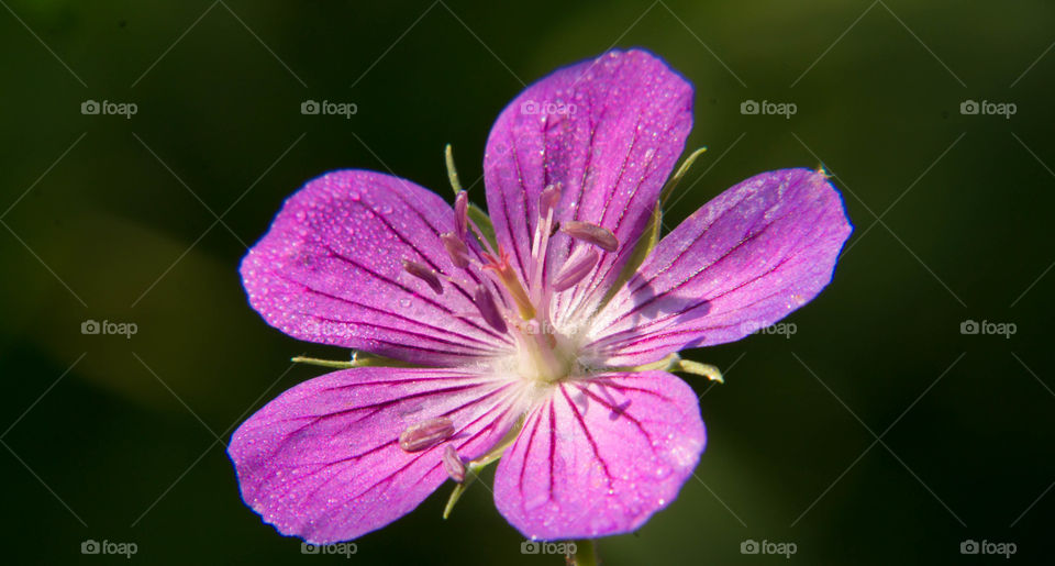 Purple flower in the forest under the shade of the trees