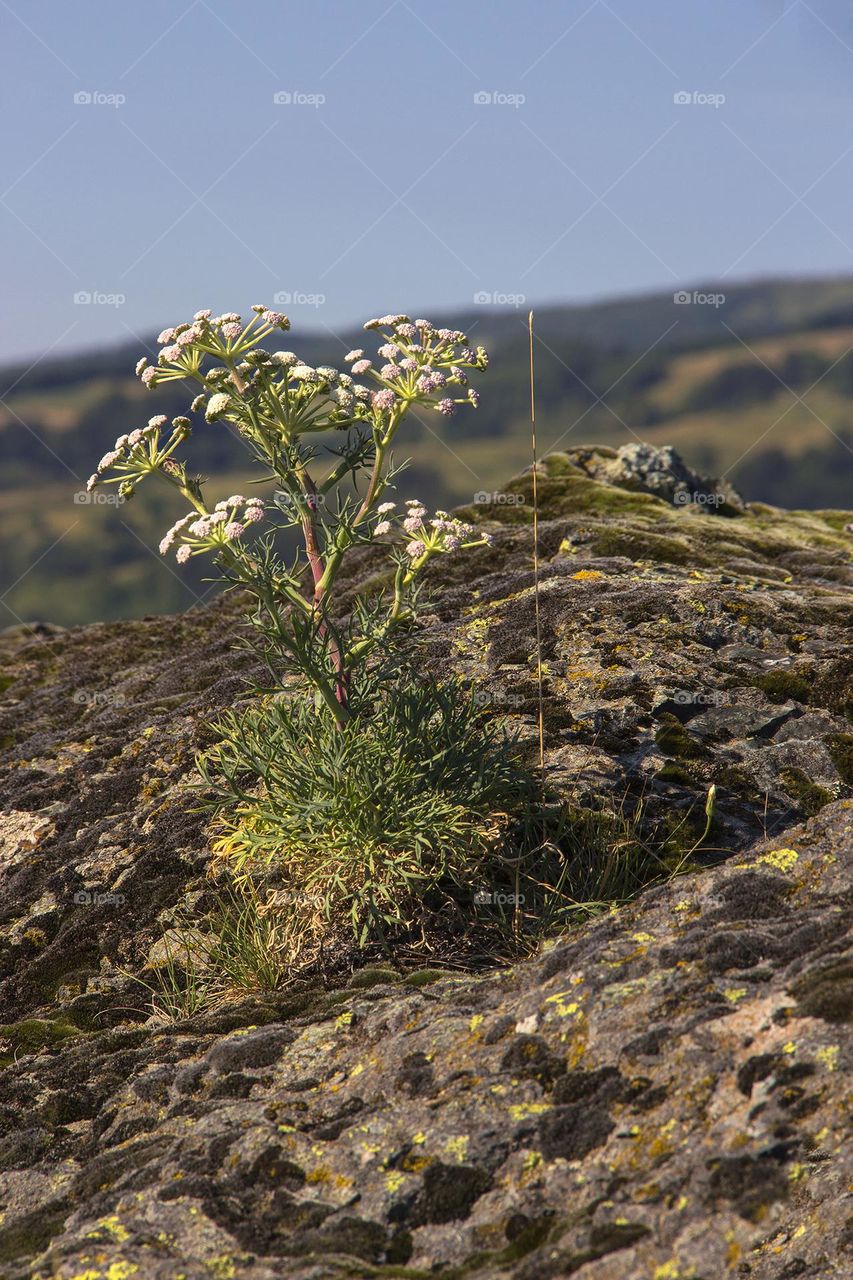 Stone flower