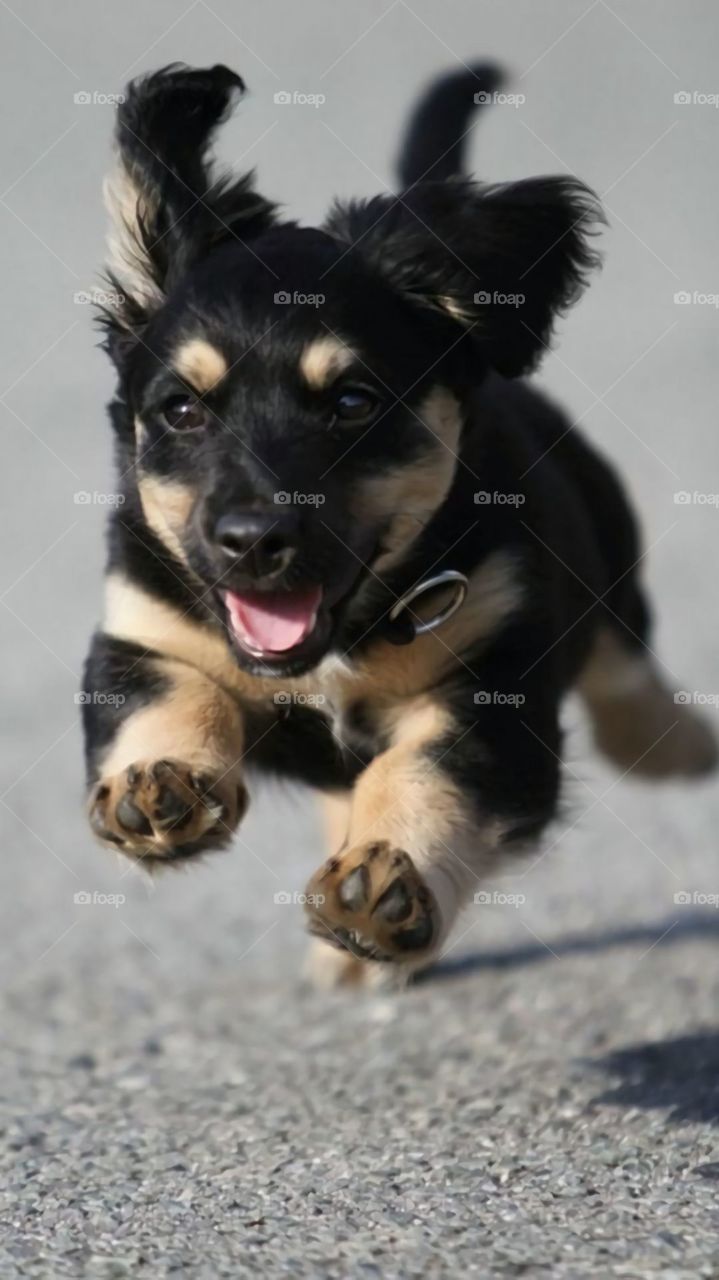 hermoso perrito feliz corriendo, muy tierno e inocente. Simplemente Tierno y Feliz!