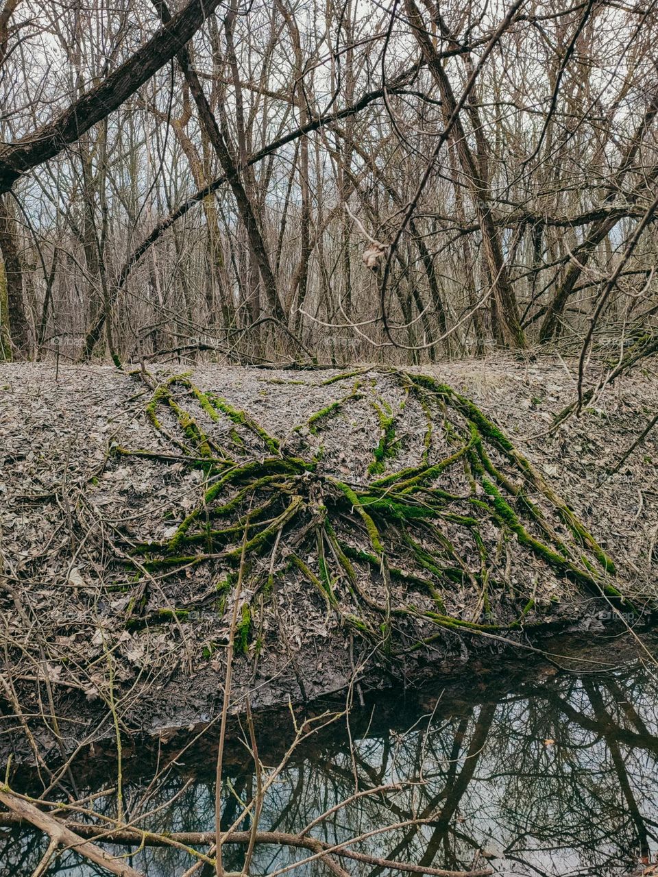 Tree roots covered with green moss behind the river in autumn forest. Trees without leaves at the background. Dark water