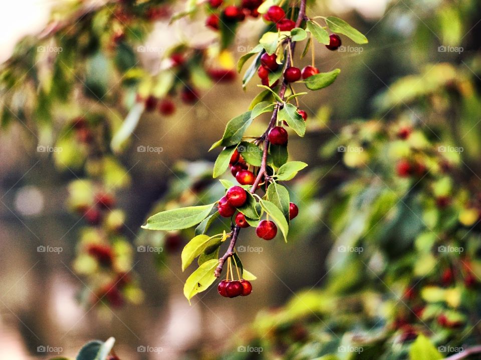 Red Autumn Berries on a branch
