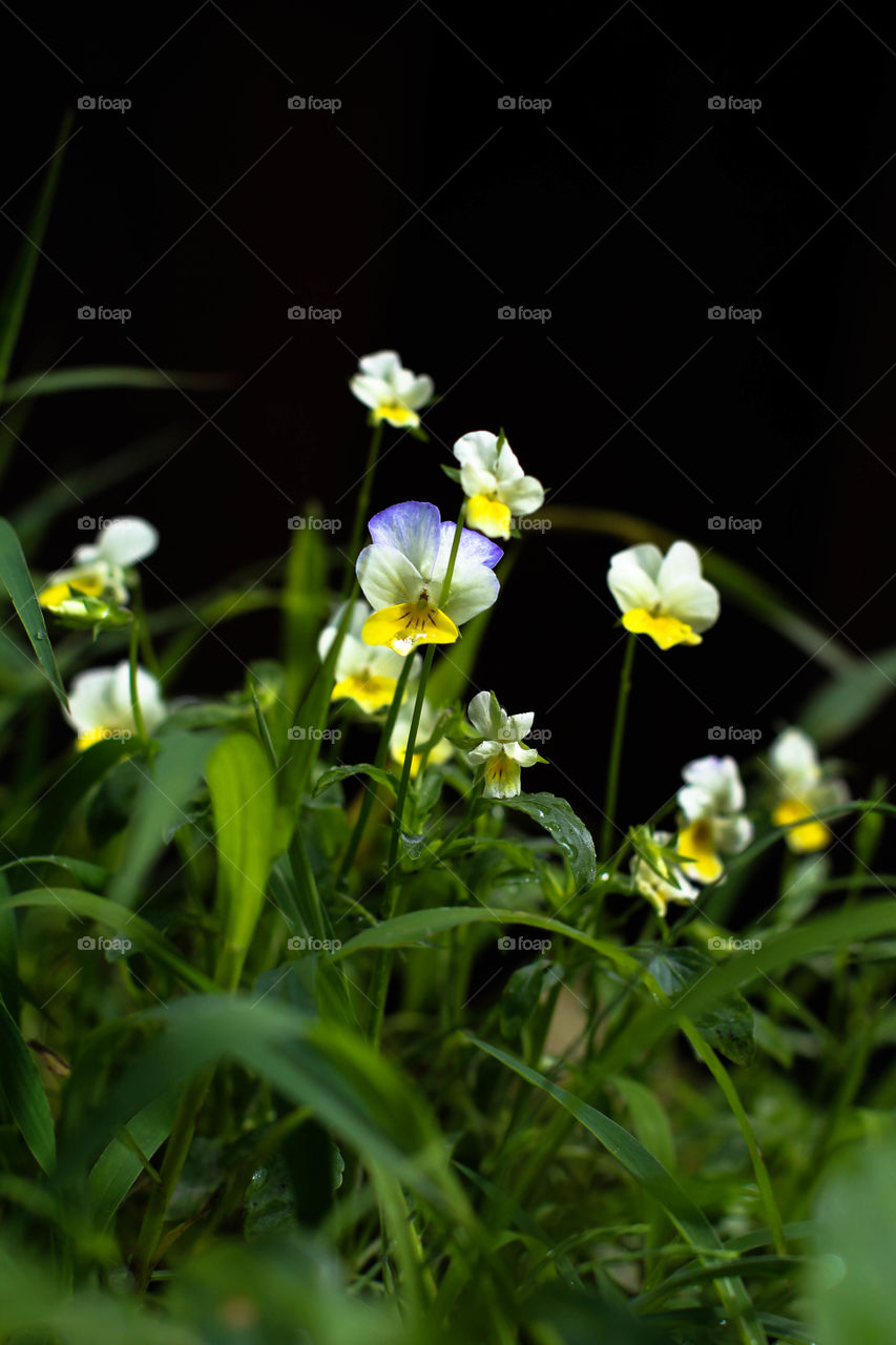 wild flowers . полевые цветы