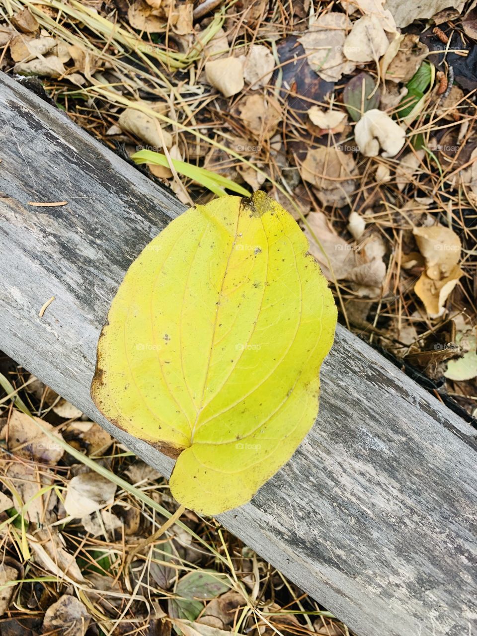 Leaf on a log 