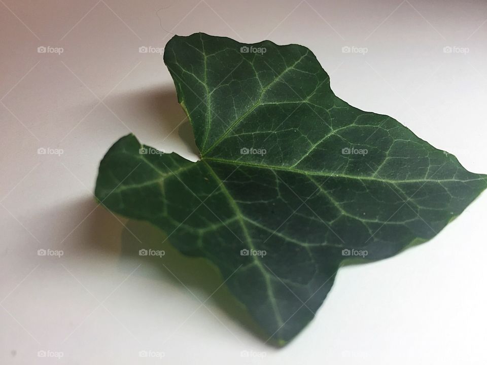 Single ivy leaf