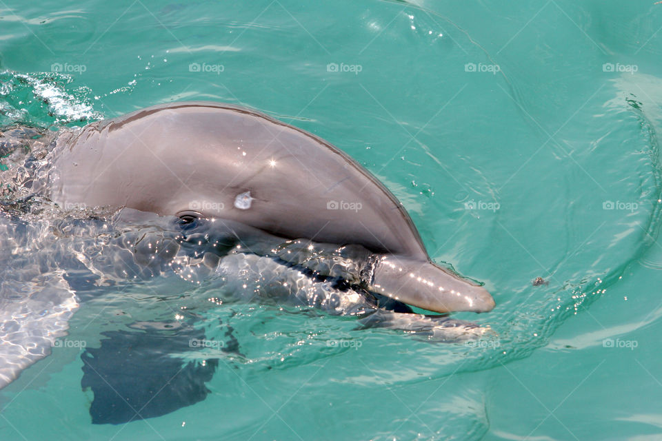 Blower, Dolphin, Water, Swimming, No Person