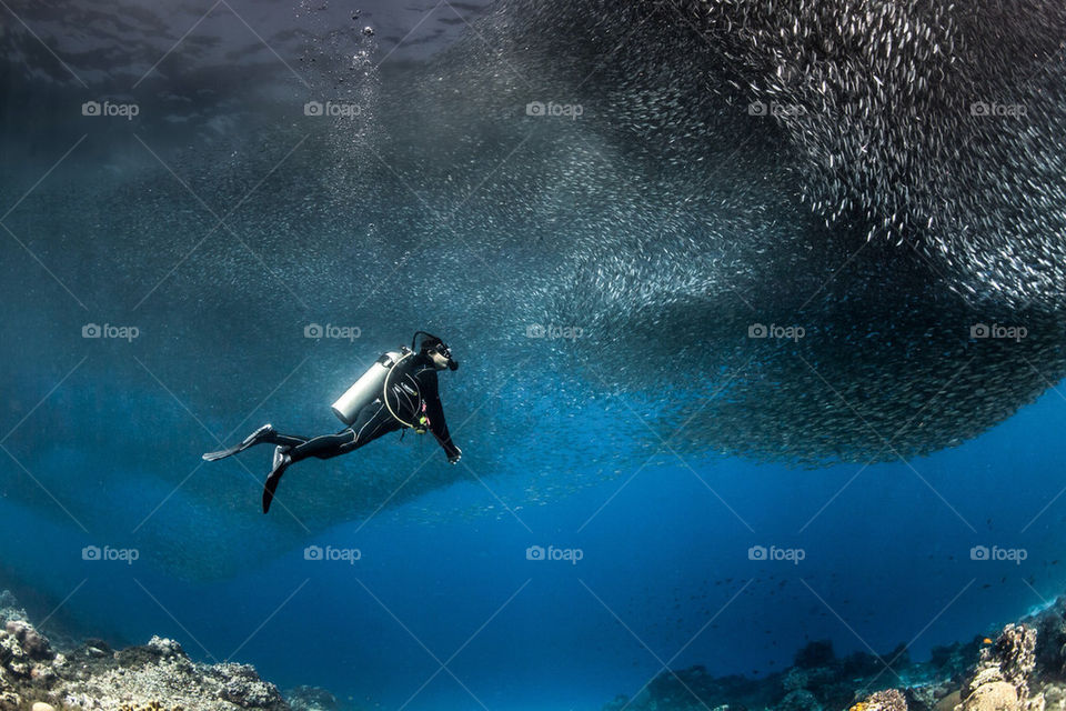 Diver in a shoal of sardines
