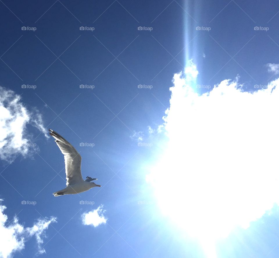 Seagull in flight 