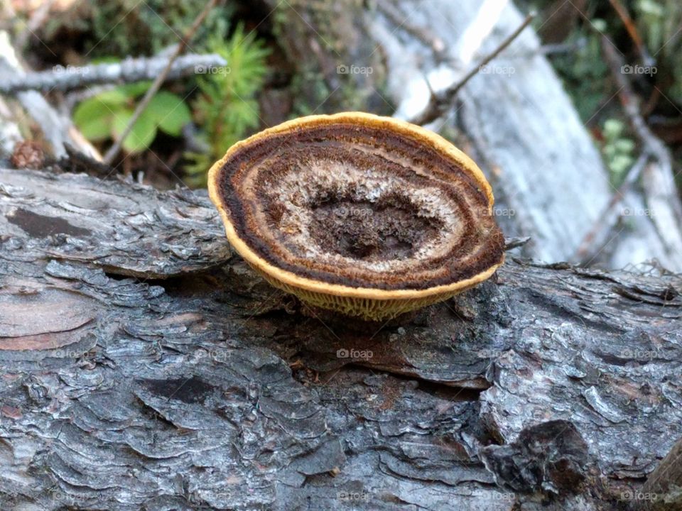 circle fungus