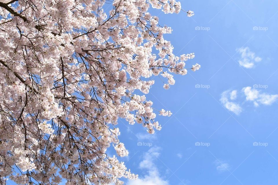 Cherry Blossoms