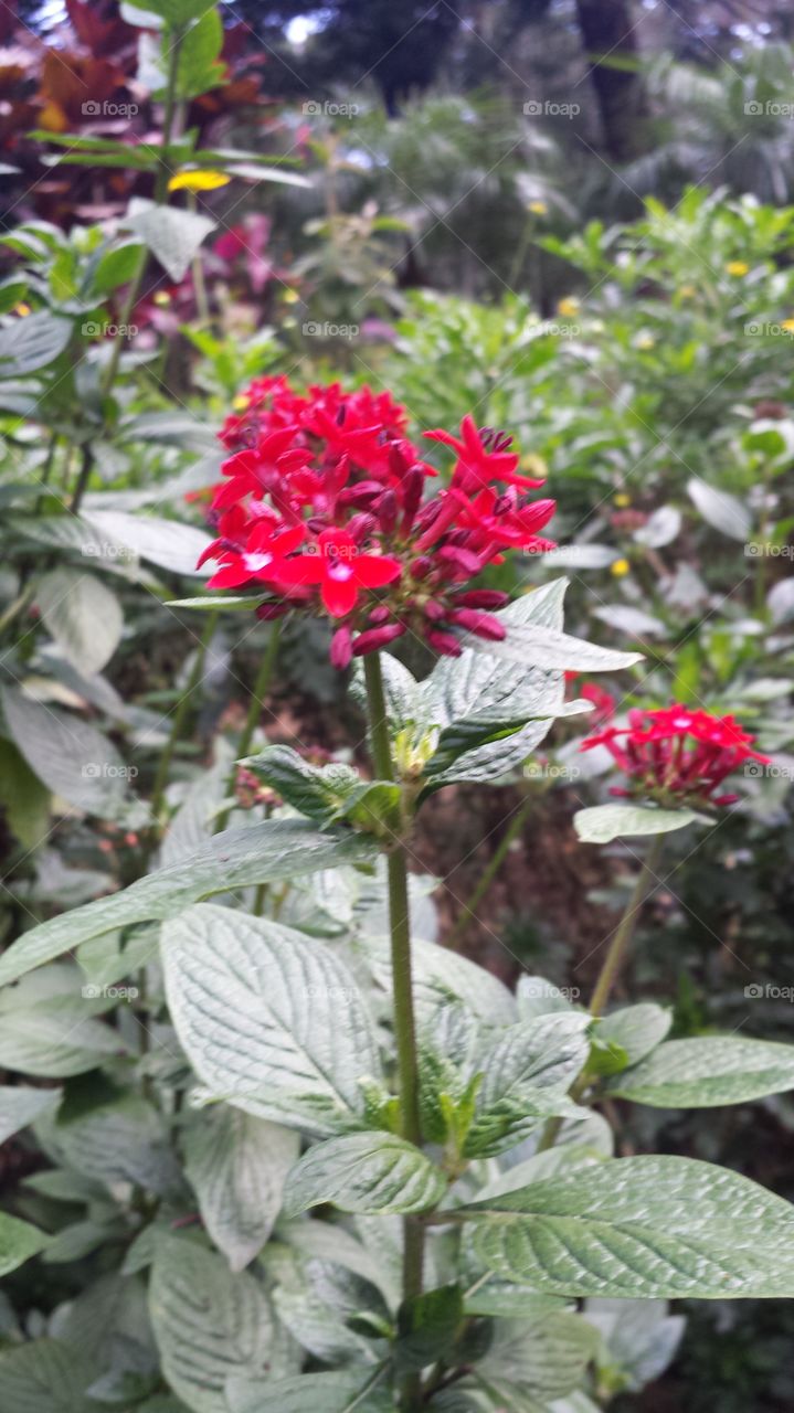 flowers are red, my heart is blue