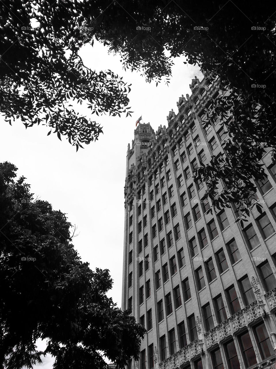 B&W Emily in the Tree's