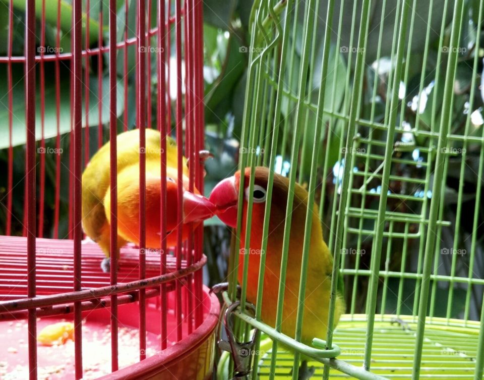 love bird kissing