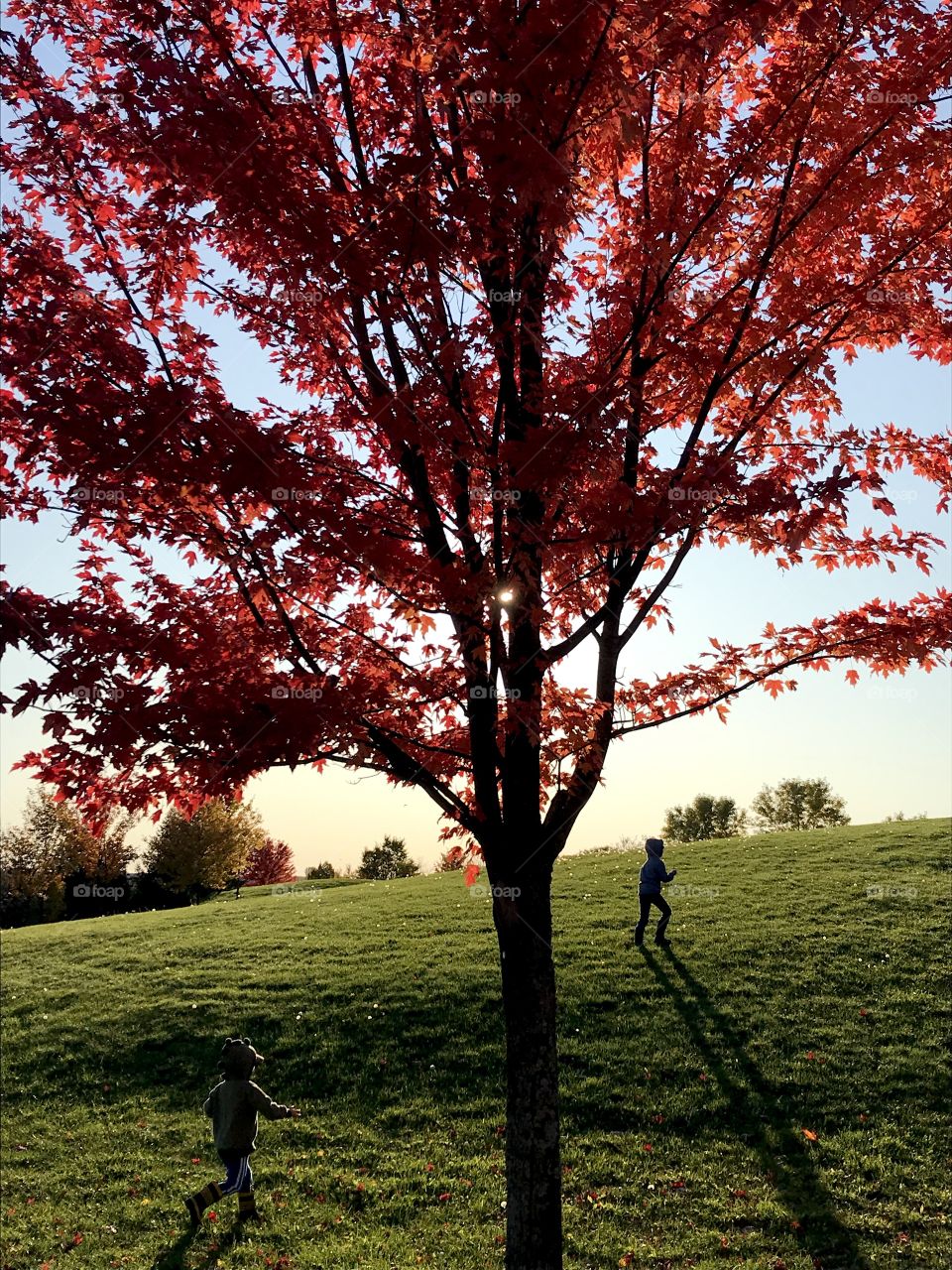 Two boys running up a hill with a large red Fall tree towering in front