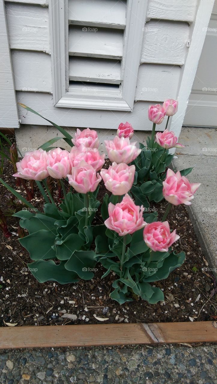 Tulip Delight