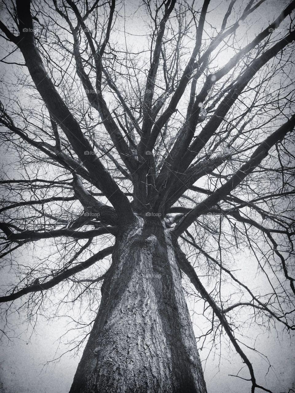 Spooky fall tree