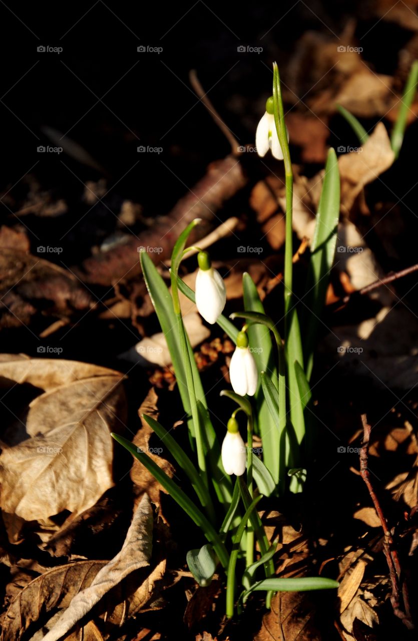 Early spring flowers - snowdrops 