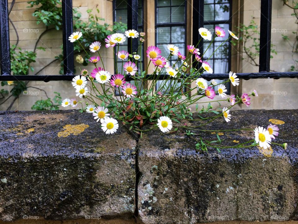 Natural Bouquet. Beautiful flowers growing out of the wall in Oxford, England. Nature prevails!