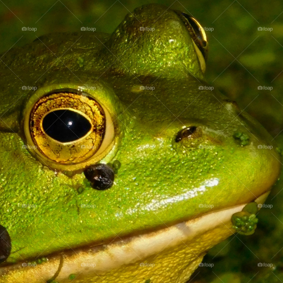 A closeup of a frog's face, including his eyes mouth, and speckled face!