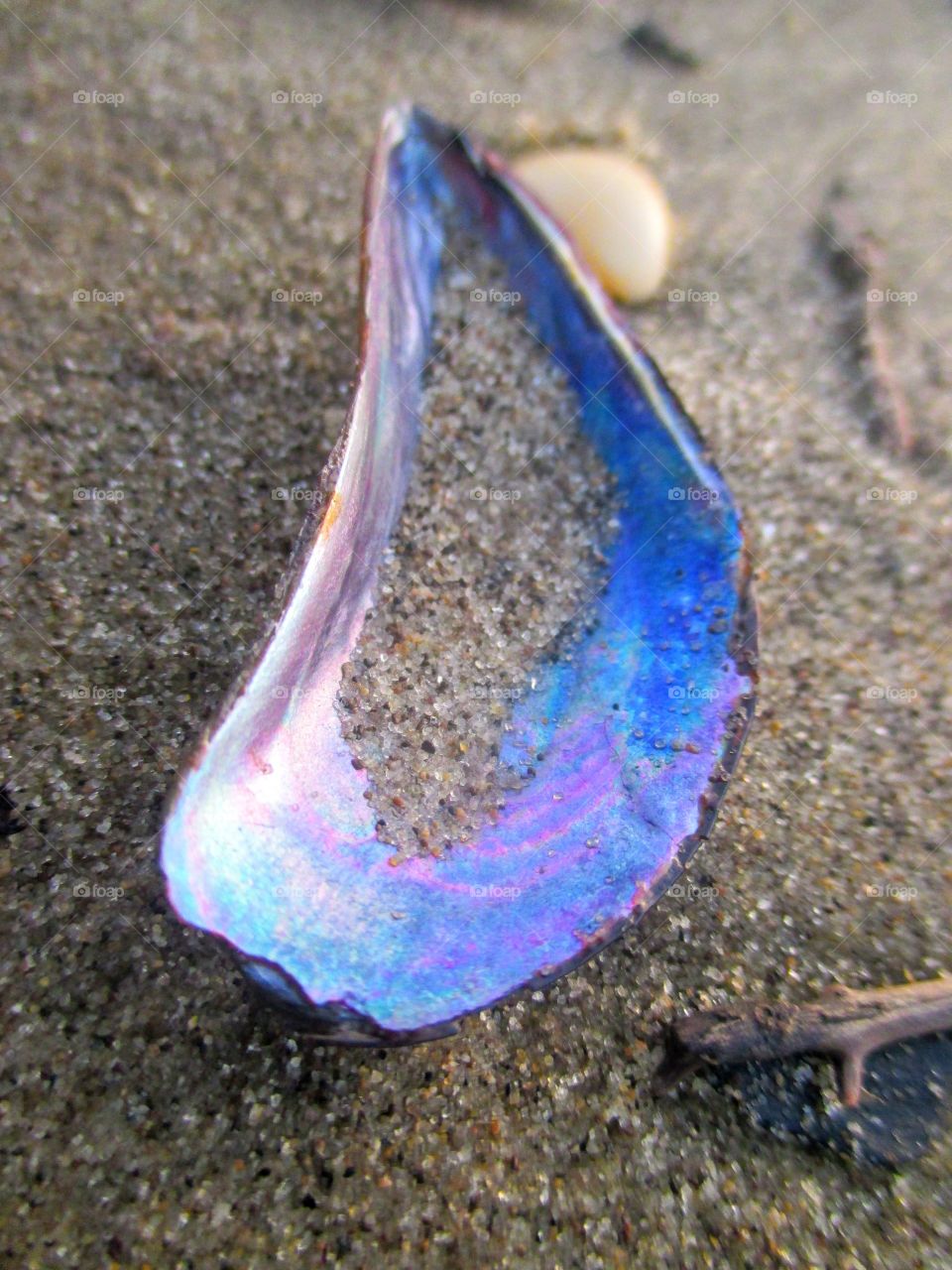 Blue seashell