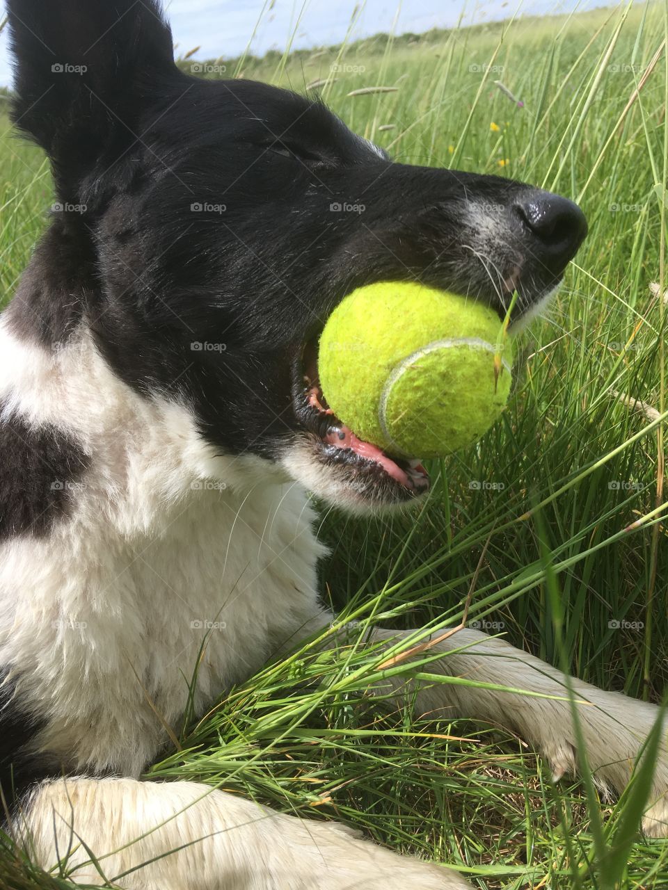 Collie yellow tennis ball in mouth, grass background 