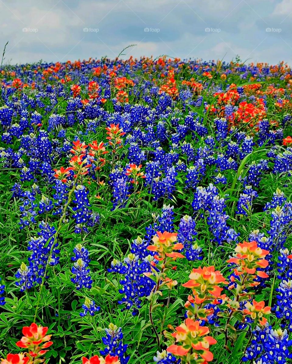 Beautiful reddish, blue and white bluebonnet flowers in a lush green field under a blue sky. Bluebonnet blossoms are said to symbolize bravery, sacrifice, and admiration