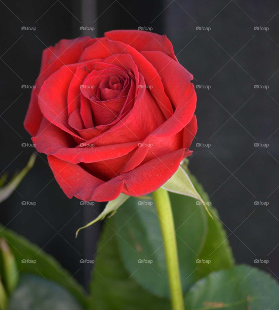 rose LOVE