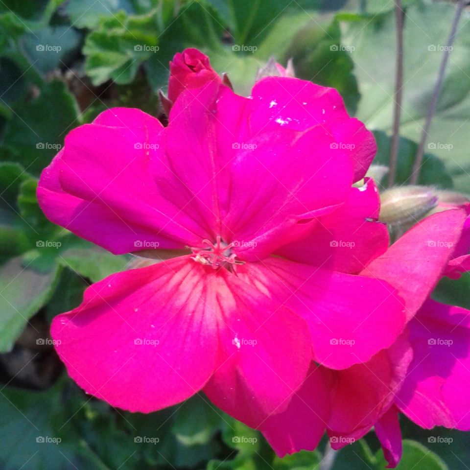 Flower, Garden, Flora, Nature, Blooming