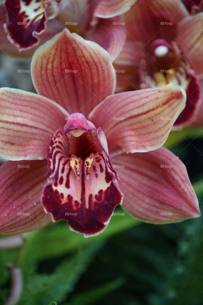 Red striped orchid 