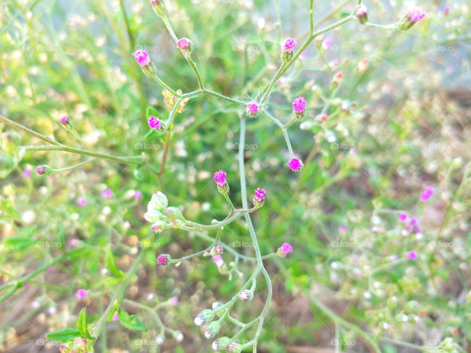 Beautiful purple flower grass.