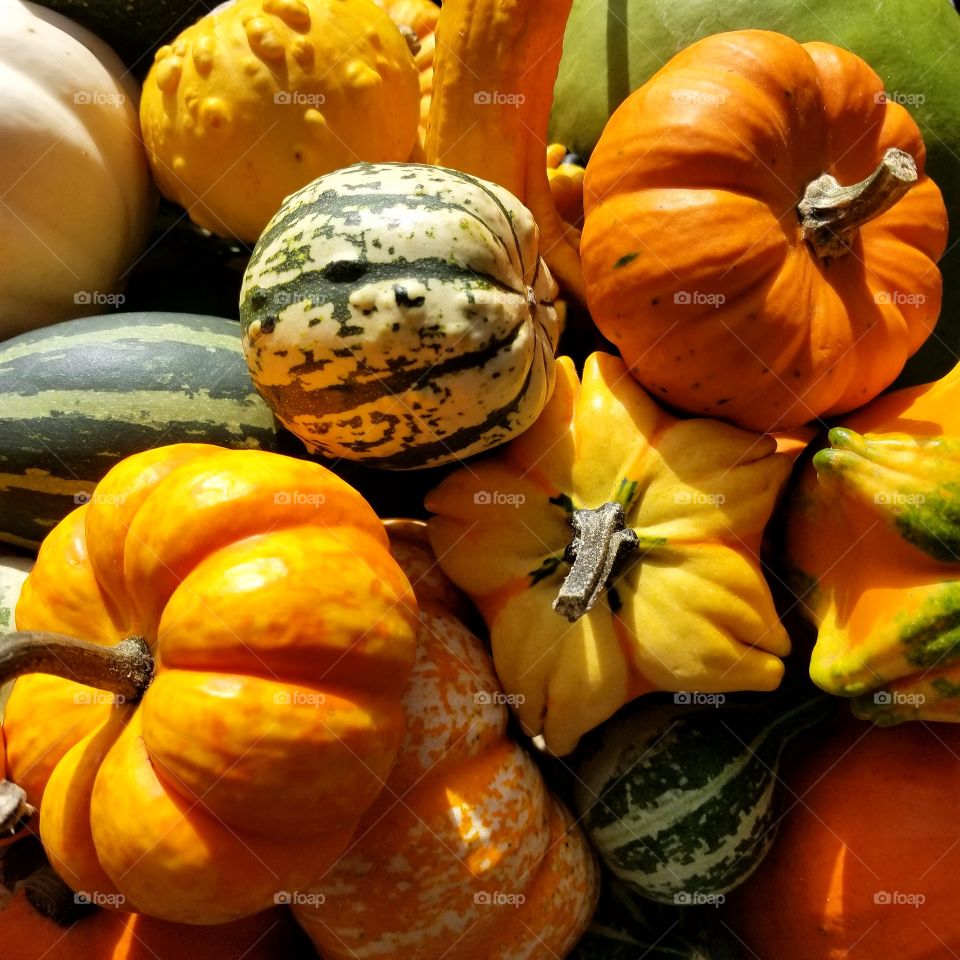 A colorful pile of autumn gourds for a Thanksgiving table.