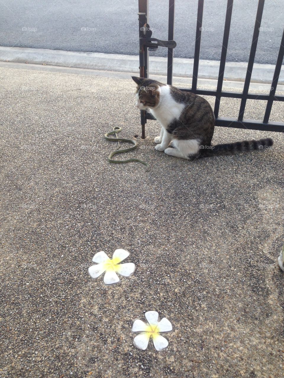 Cat vs Snake 