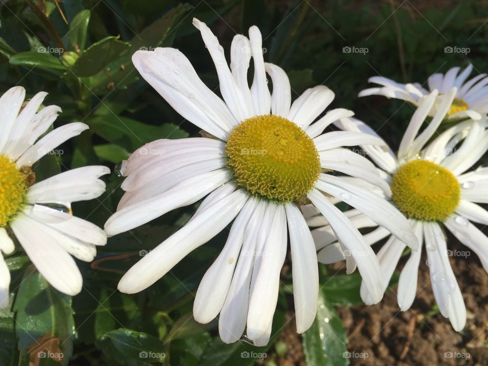 Close-up of blooming white daisy flower in garden