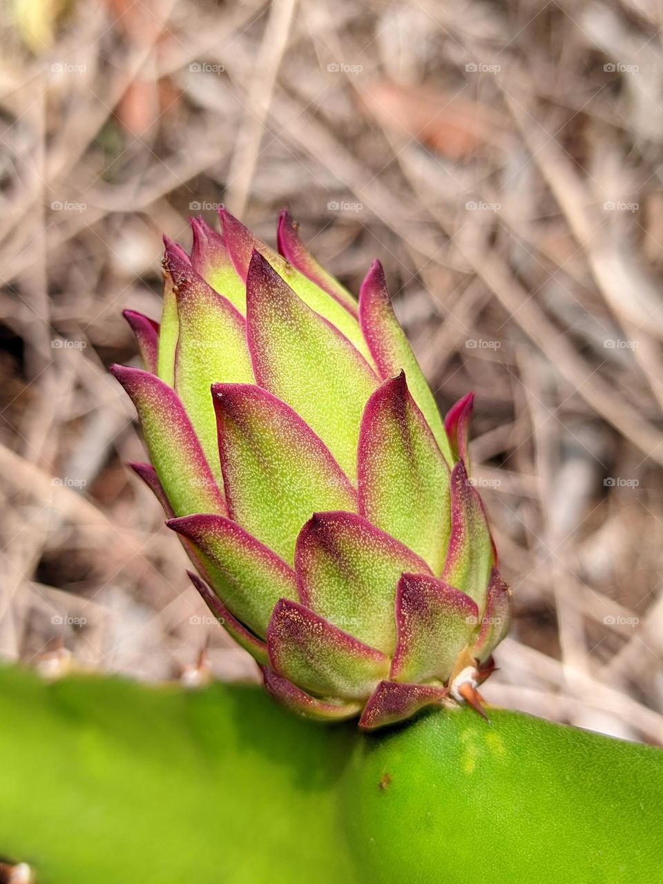 Dragon fruit😁