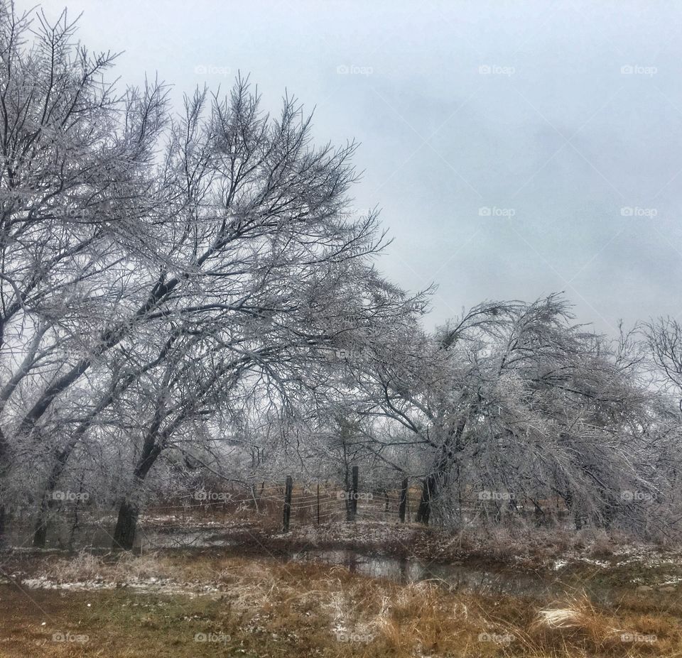 Trees weighed down with ice after ice storm in winter in Texas 