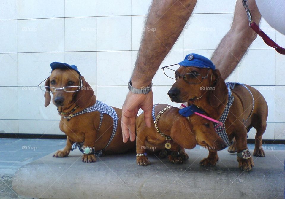 Amazing Dachshund dogs shooting on the road! Where? Havana, Cuba