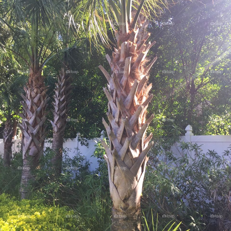 Palm Trees. A row of palm trees