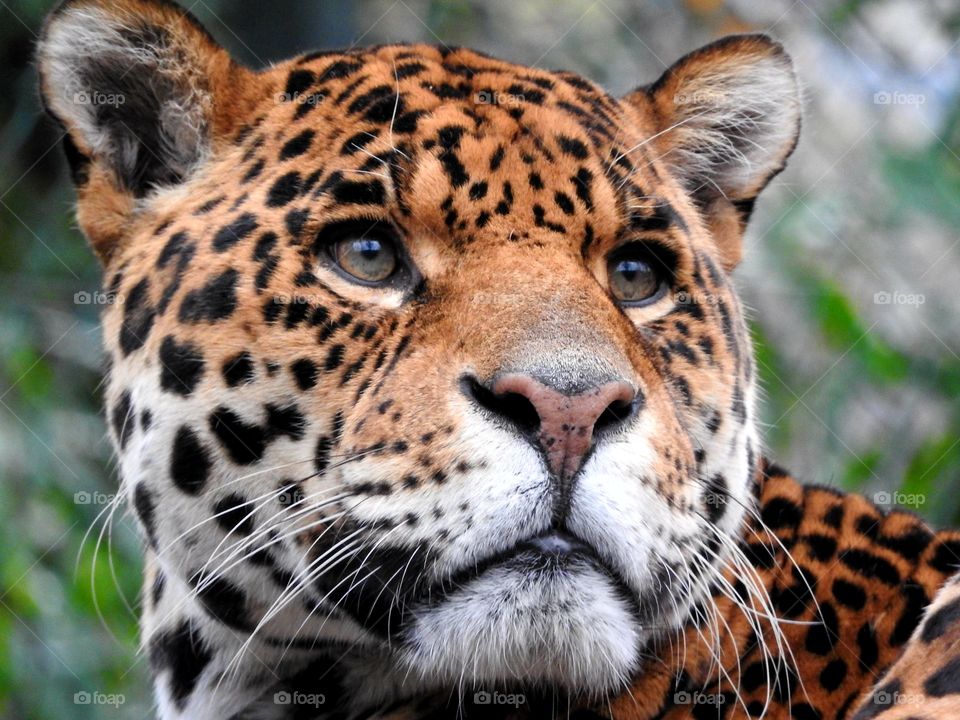 Majestic jaguar