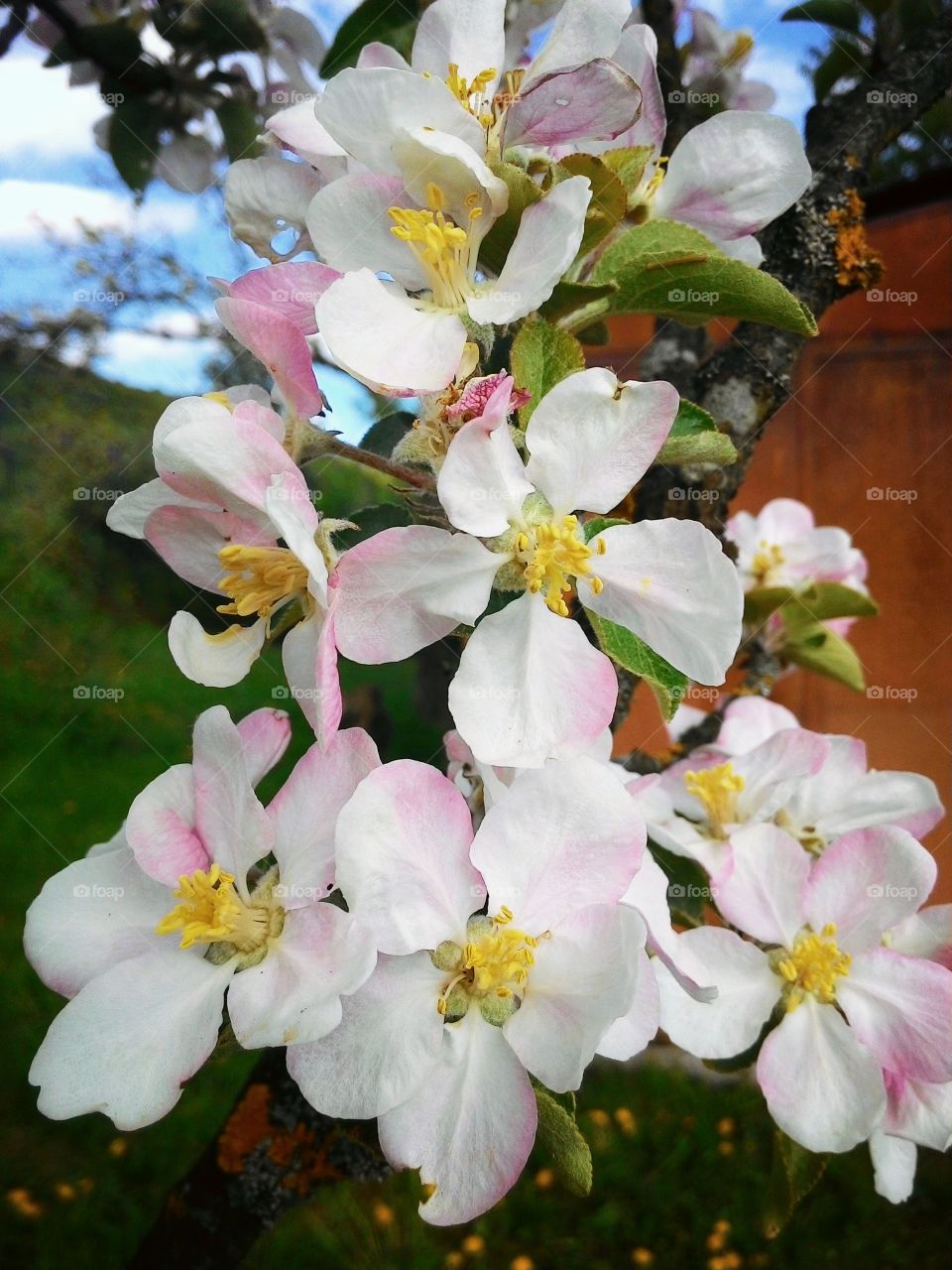 White flowers blooming in the garden