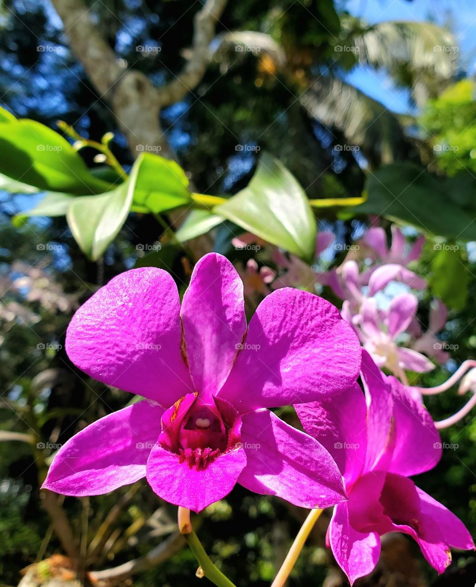 wild orchids at a tree
