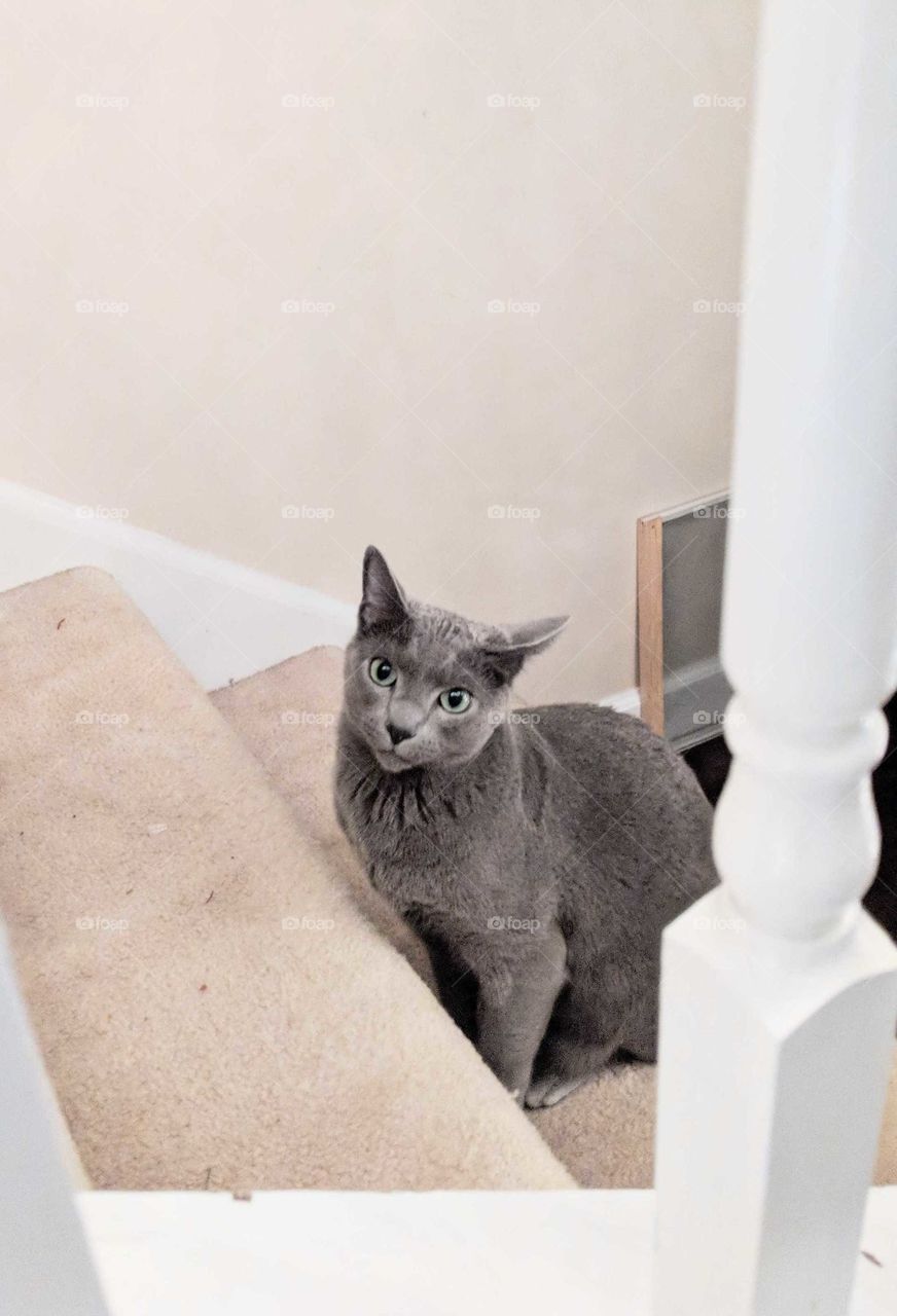cat on stairs
