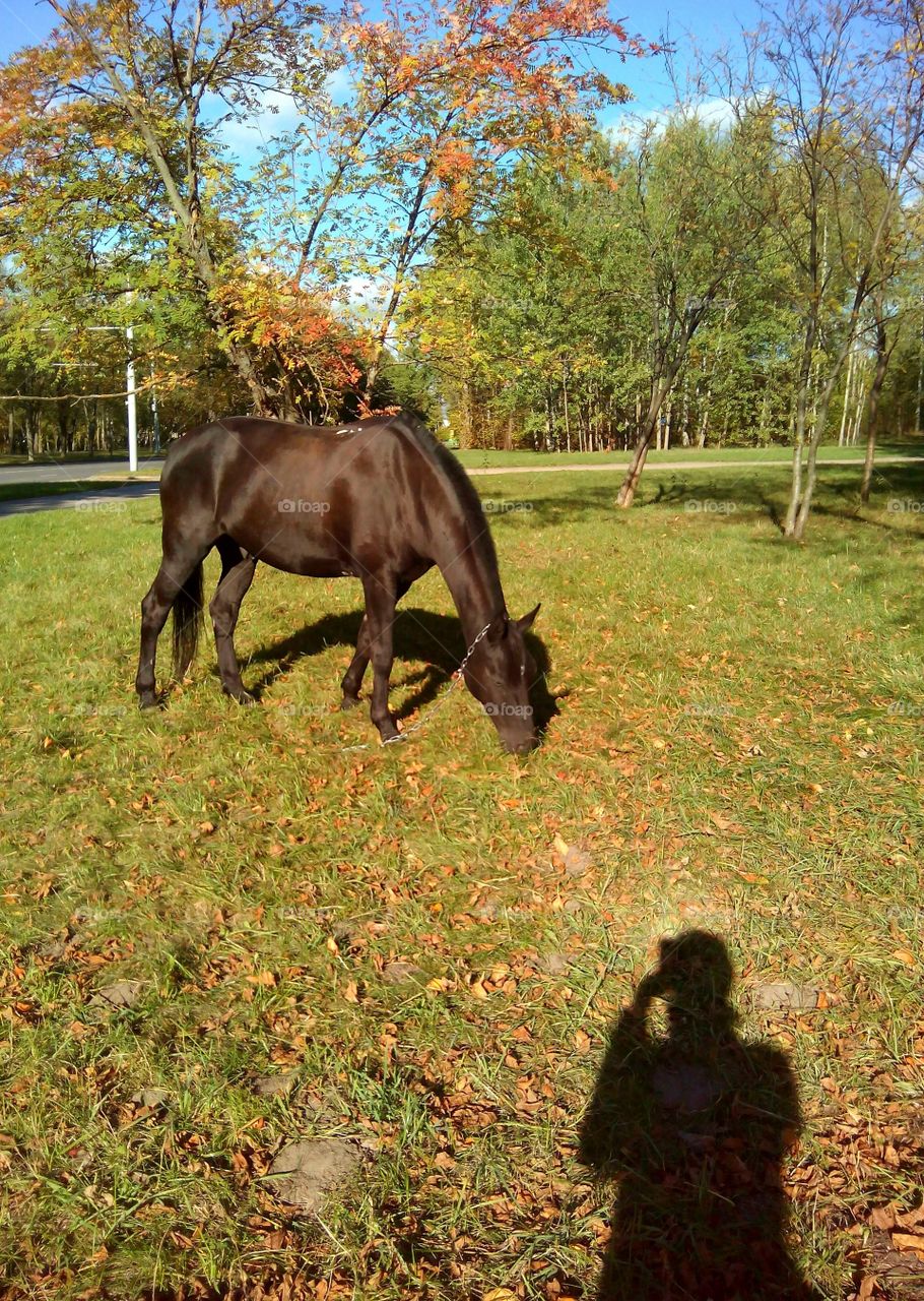 horse grazing