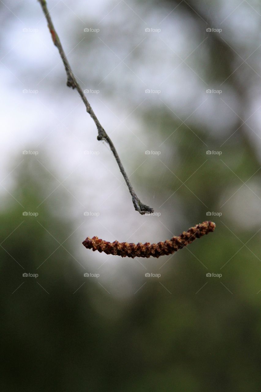 seeds suspended by fine spiderweb threads.