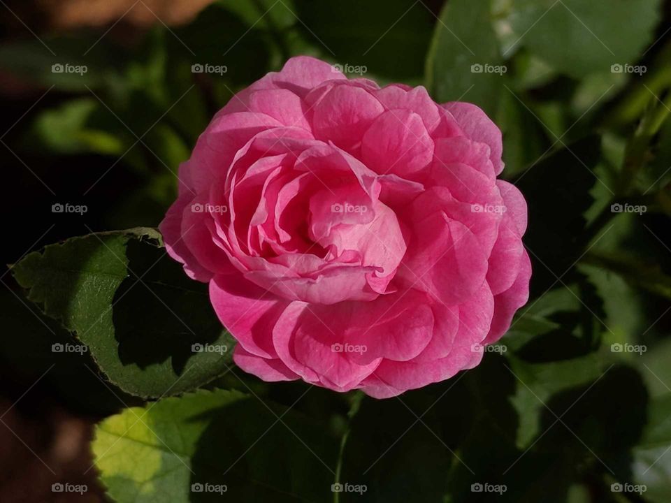fresh pink Rose