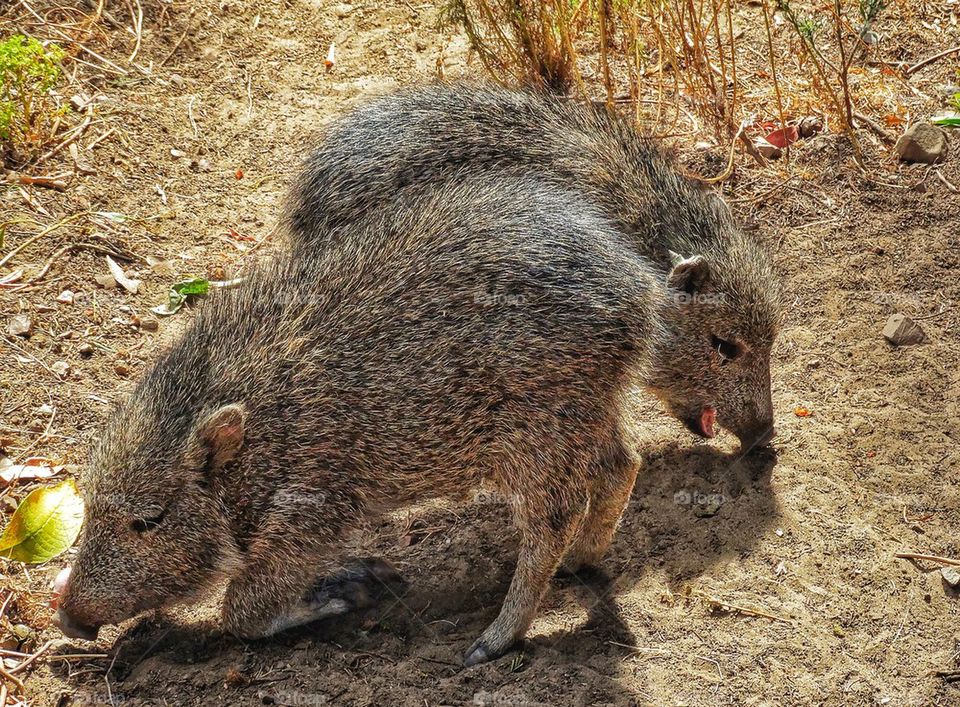 South American Peccary