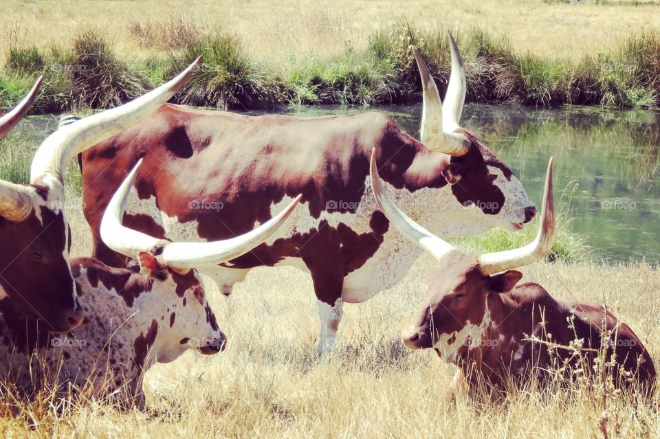 Beautiful LongHorn Steers. 