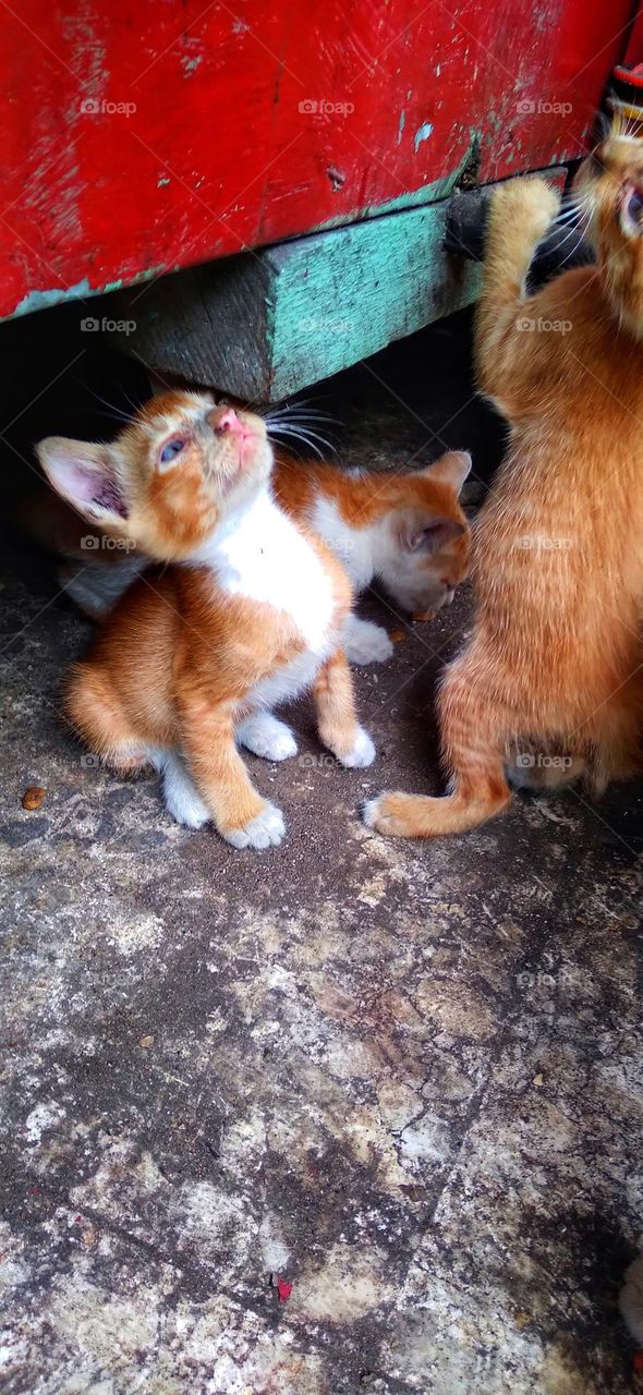 The cat's style is very cute, it makes you happy