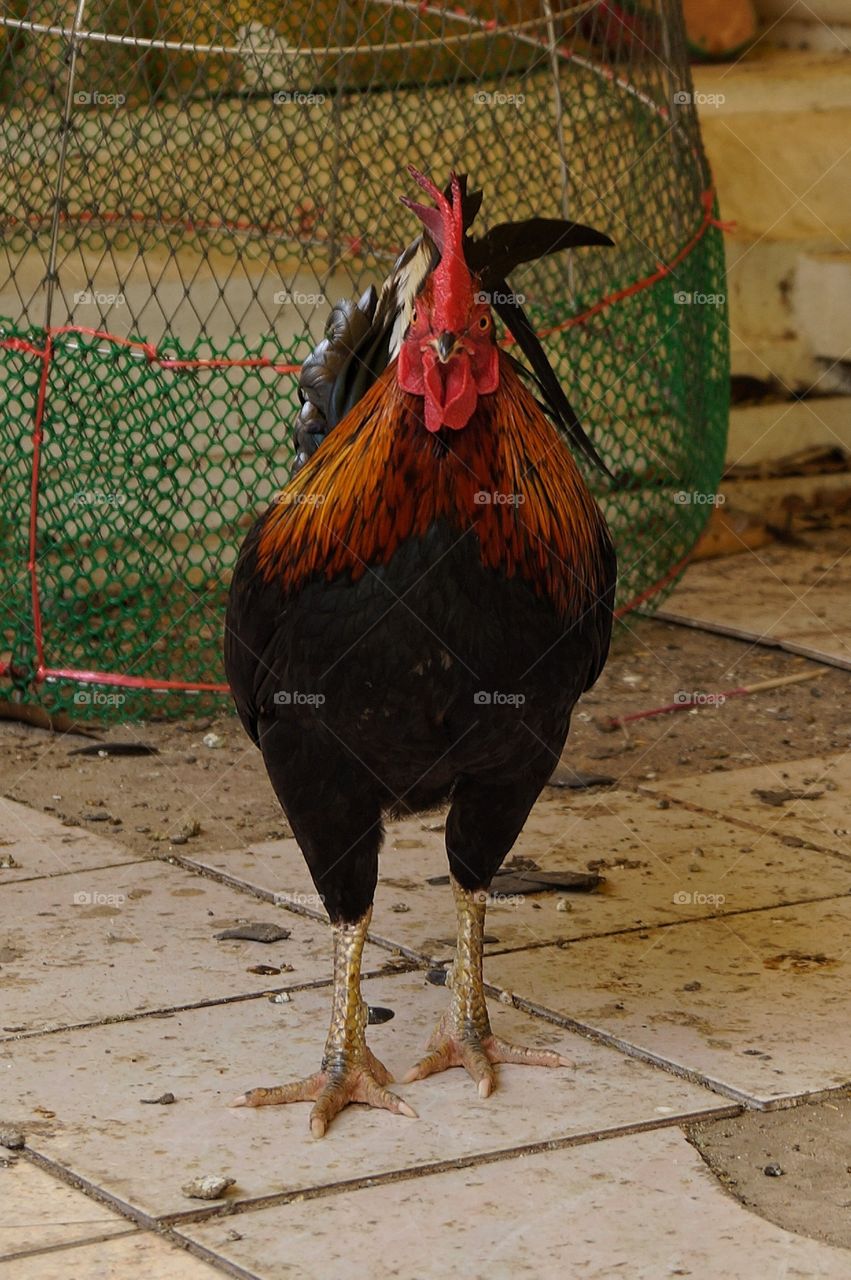 hen