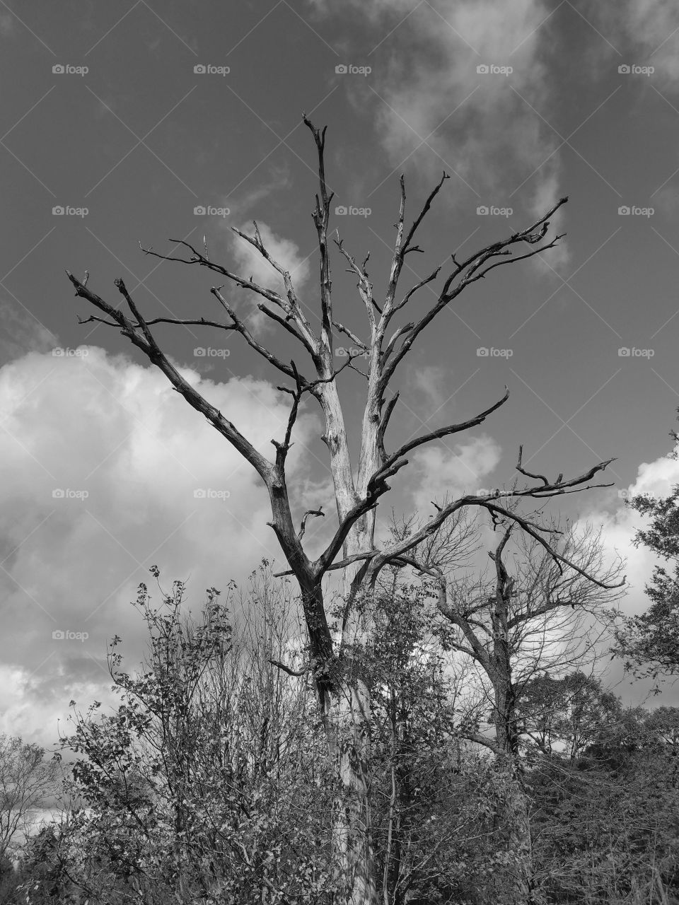 Creepy Tree along the road in Pennsylvania with the Monochrome Sensor of the Essential Ph-1