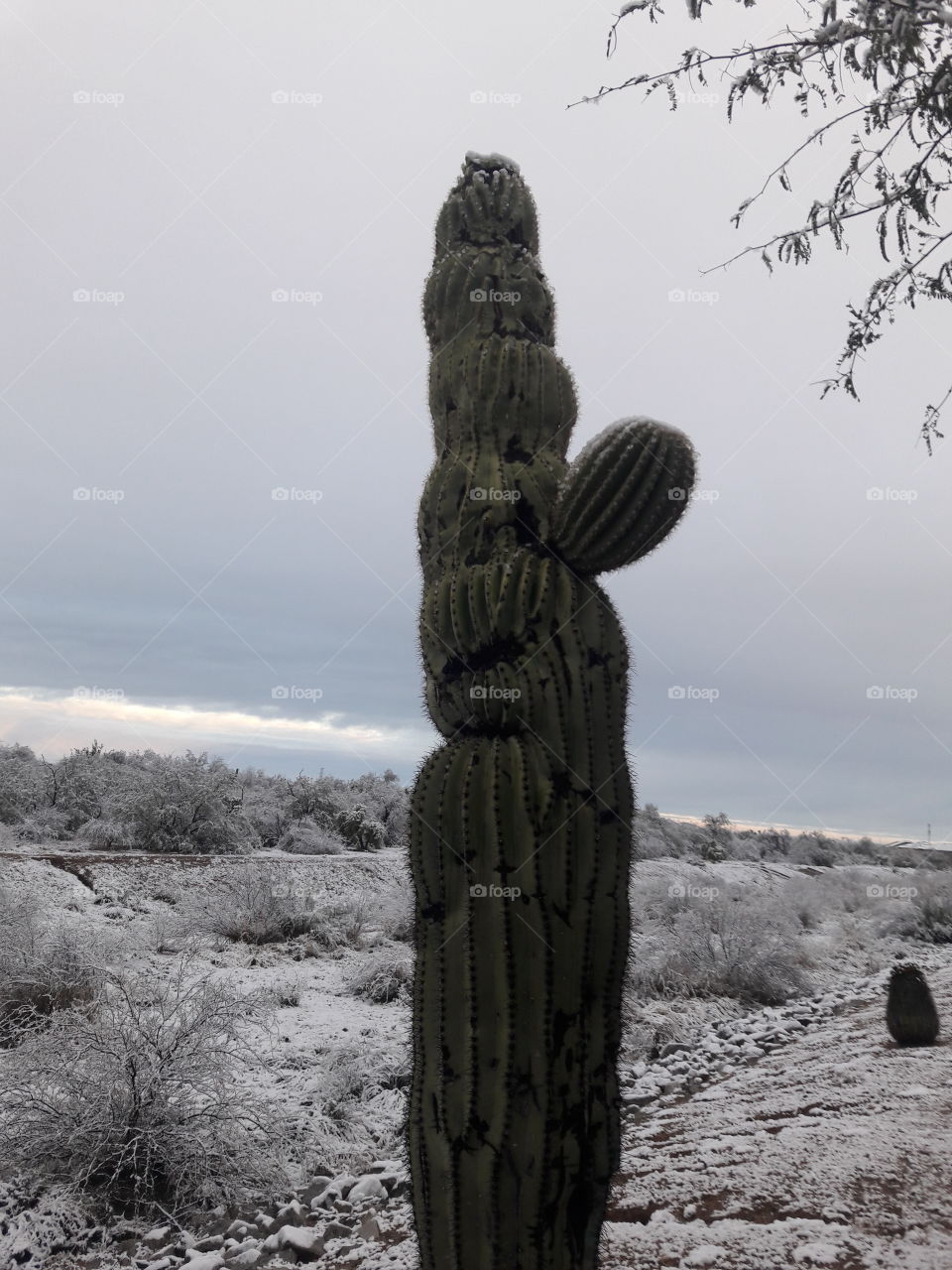 Saguaro in the snow