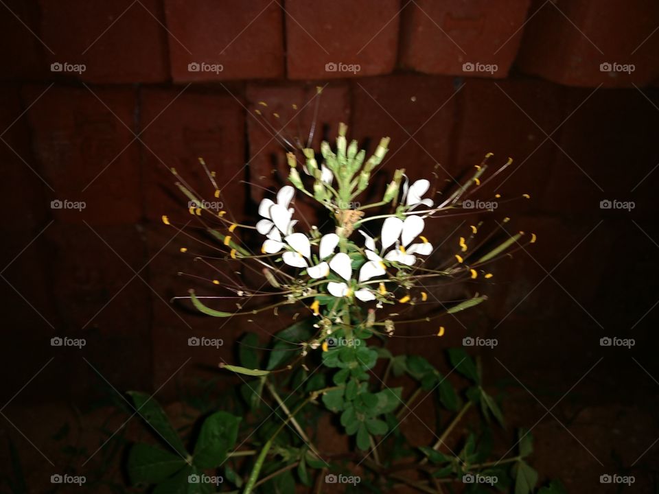 Flower, No Person, Nature, Leaf, Outdoors